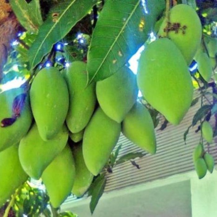 Bibit Tanaman Buah MANGGA OKYONG Premium