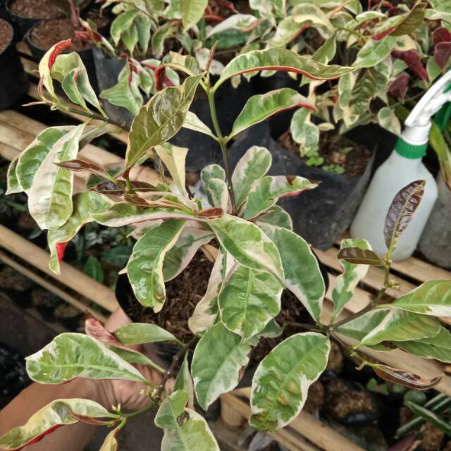 Tanaman Hias Tumpah Darah Shopee Indonesia