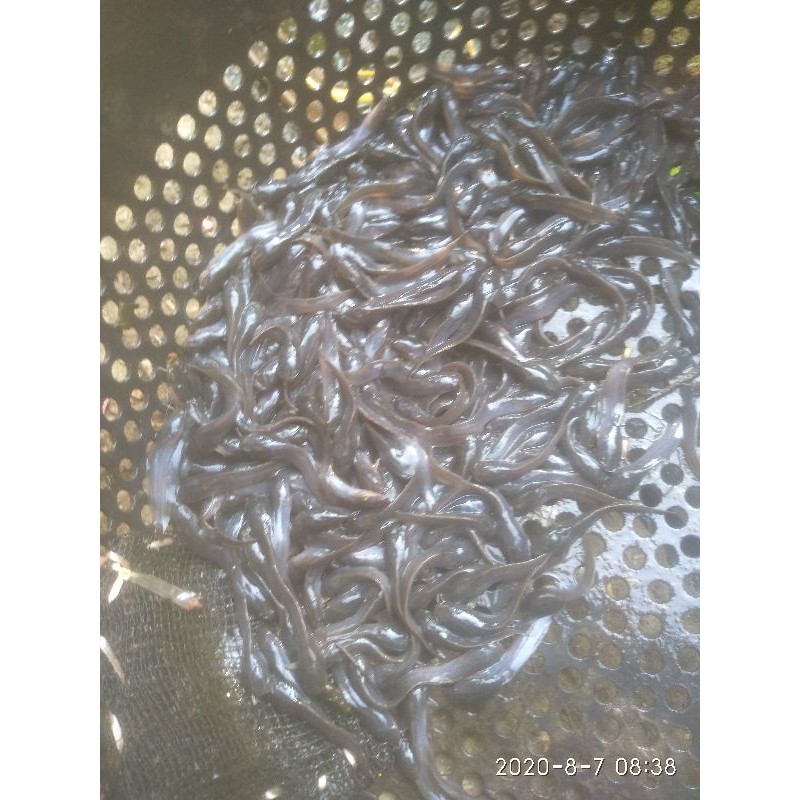 benih ikan lele sangkuriang