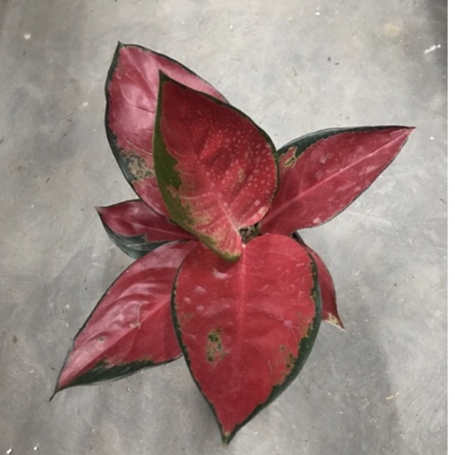 tanaman hias aglonema suksom jaipong culture