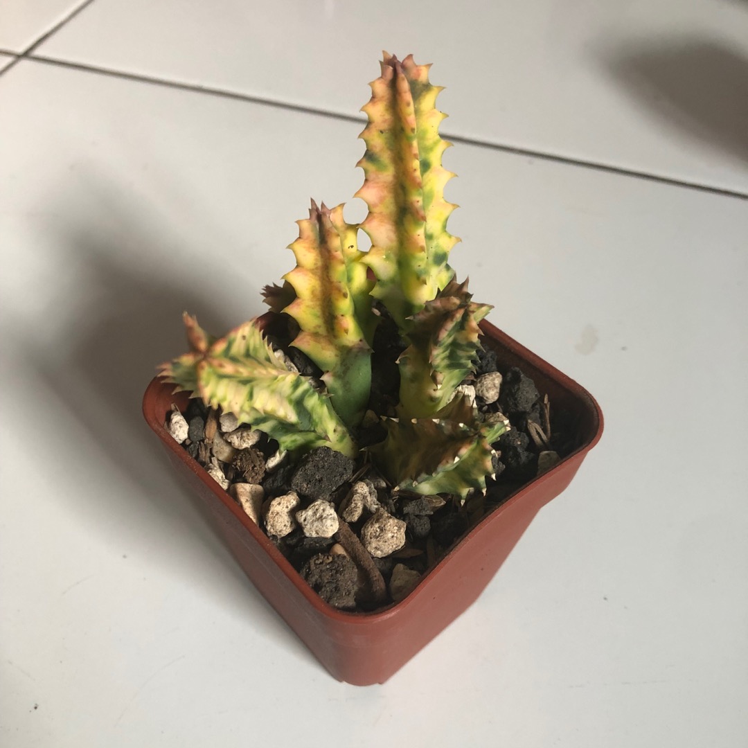 Sekulen Huernia Varigata