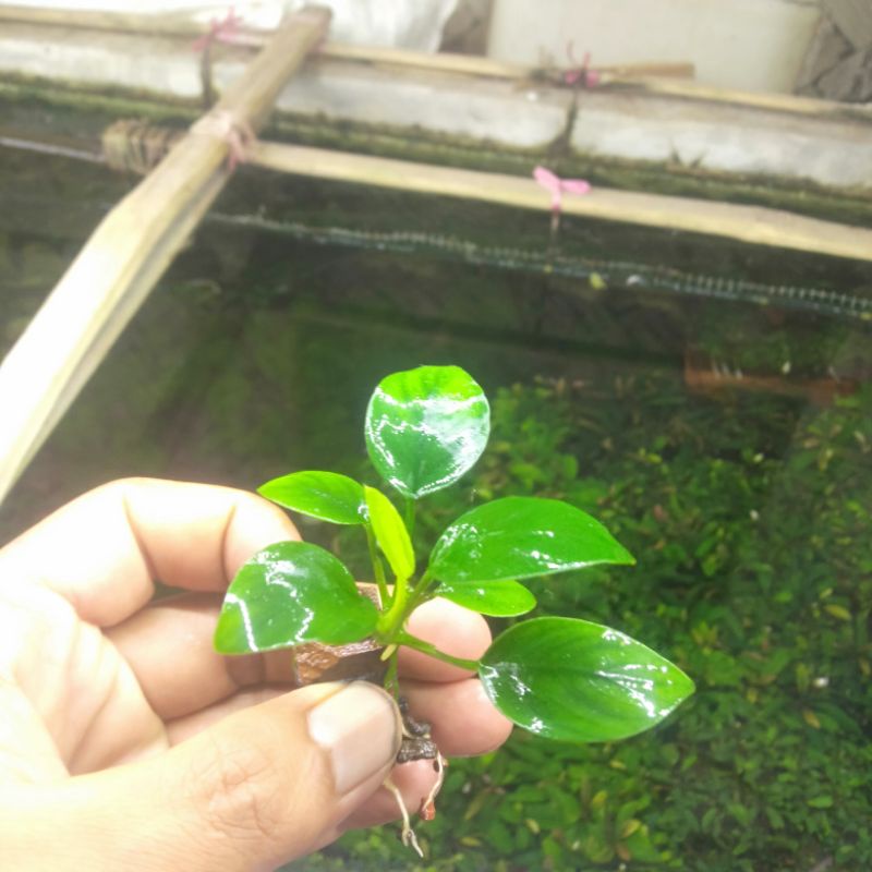 Anubias nana tanaman aquarium (Zize M)