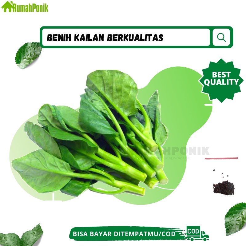Puluhan Benih Sayuran Kailan / Benih Kailan / Bibit Kailan