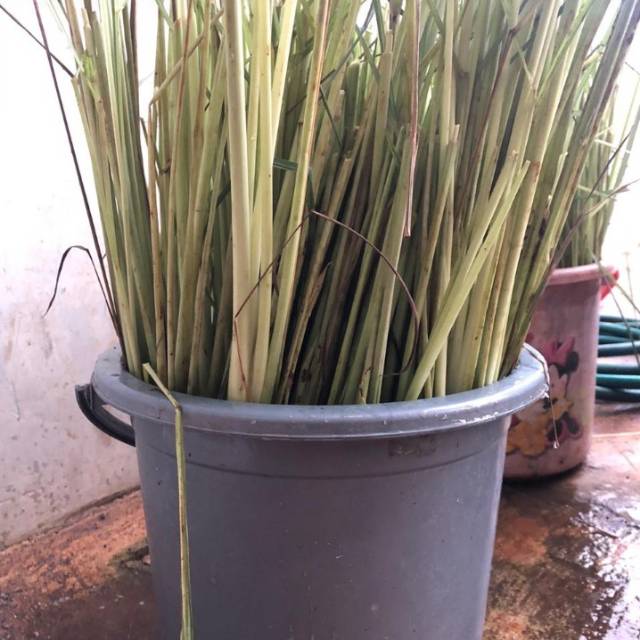 

Sereh .. .masih fresh , petik lgs ,1 kg