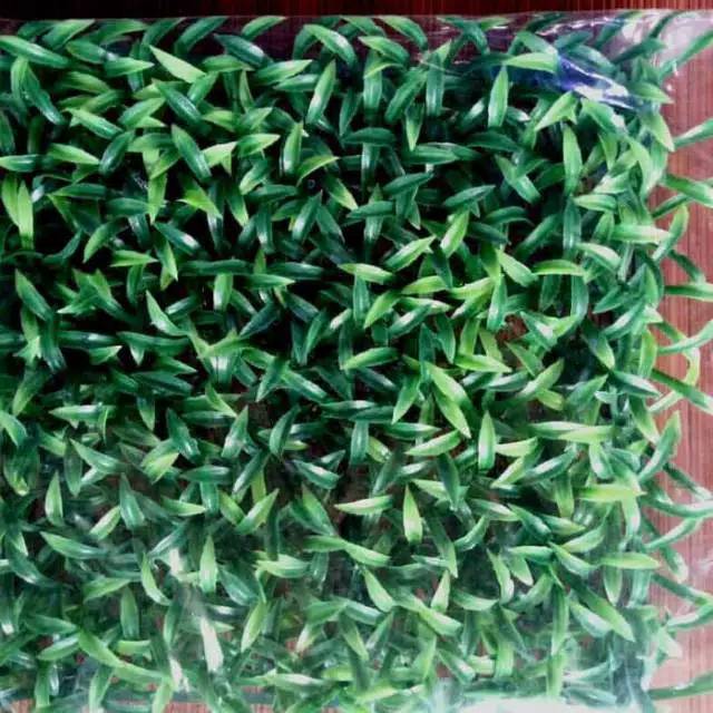 Rumput Hias Rumput Plastik Rumput Sintetis Dekorasi