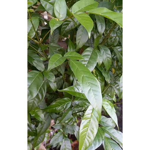 Daun Jaranan  Ecoprint