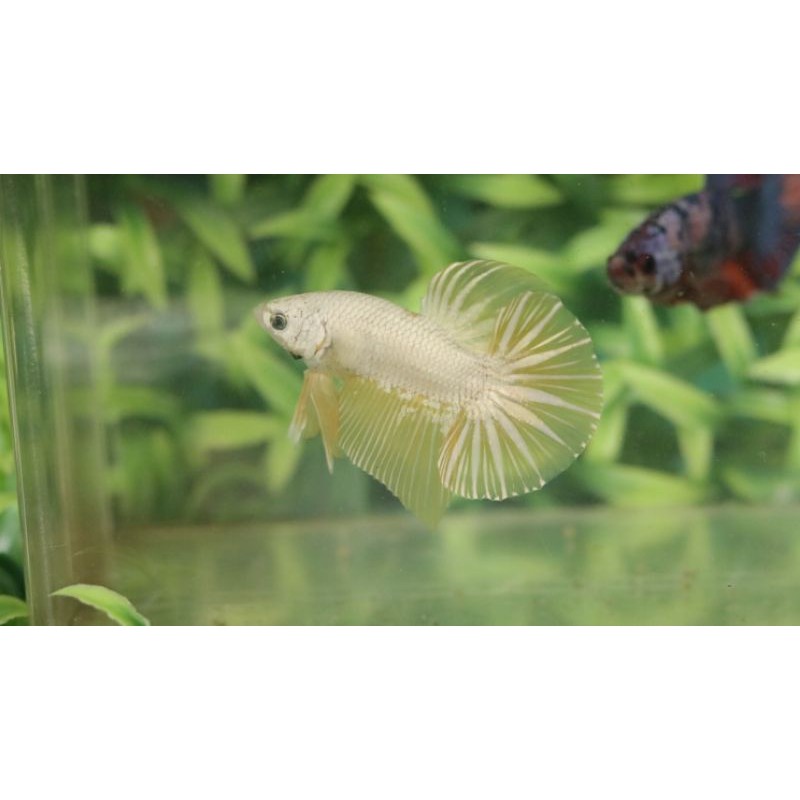 Ikan cupang Yellow Dragon HMPK