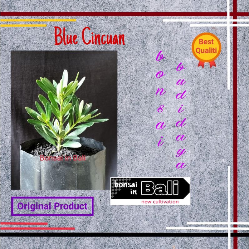 Bibit bahan Bonsai Lohansung Blue Cincuan Ori