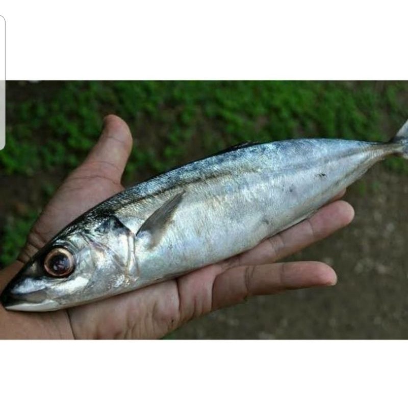 

ikan layang segar