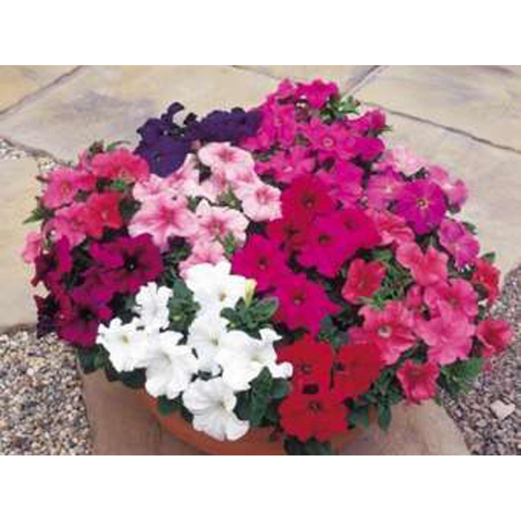 Bibit Benih Biji Bunga Petunia Mix - Bibit Tanaman Pohon Bunga Petunia - Biji Bunga Petunia Mix -COD