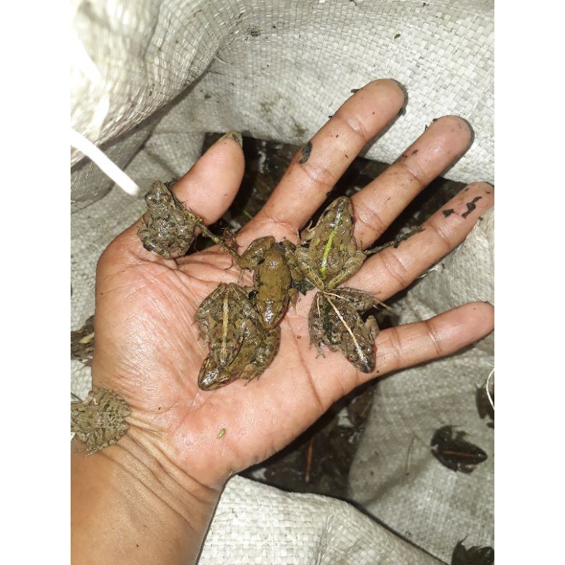 Kodok sawah katak sawah pakan ikan arwana dan predator Kodok sawah katak sawah pakan ikan arwana dan predator