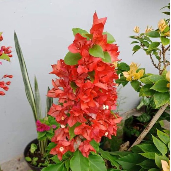 Bougenville Ekor musang Merah