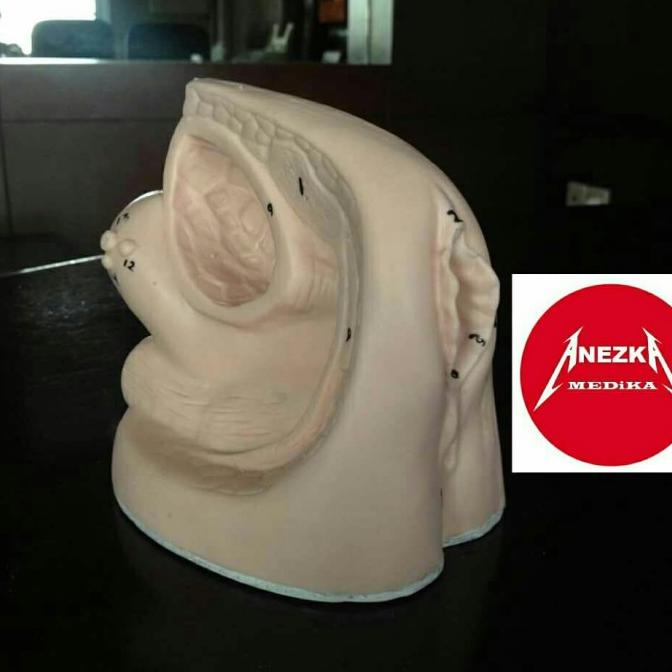 Phantom Manekin Cateter Pria Wanita