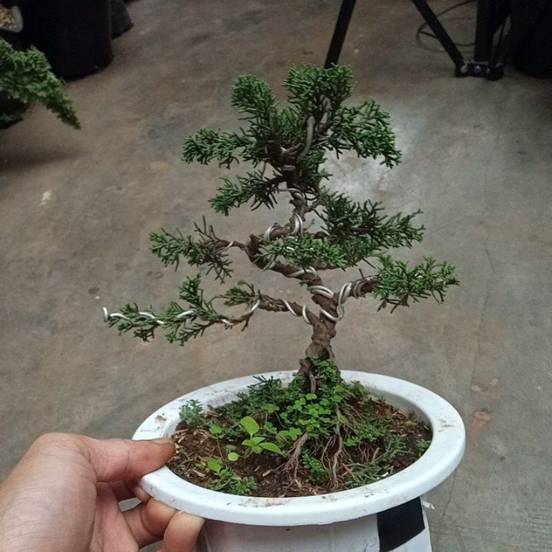 bonsai cemara sargenti
