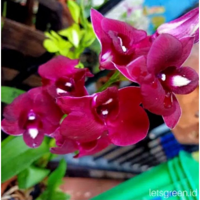 anggrek dendrobium red dragon remaja