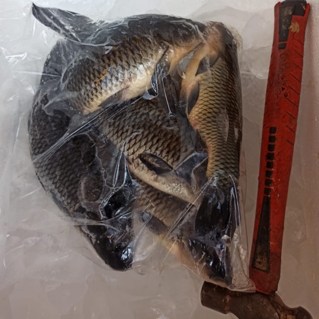 

Ikan Mas
