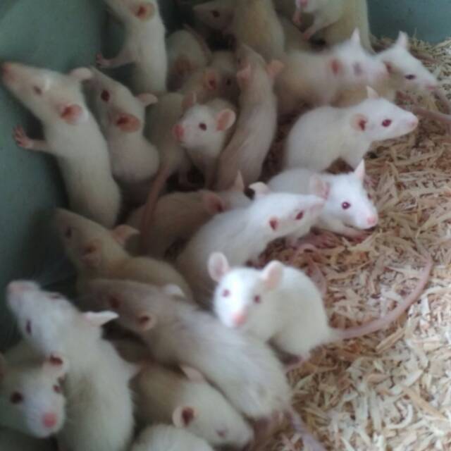 Tikus putih rat sapih