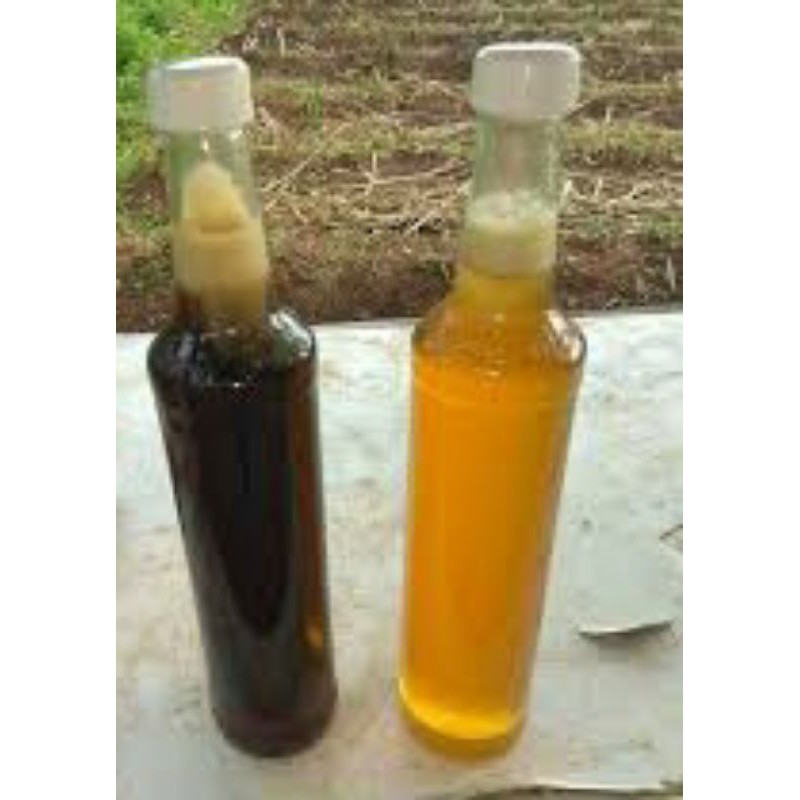 

Madu hutan aseli