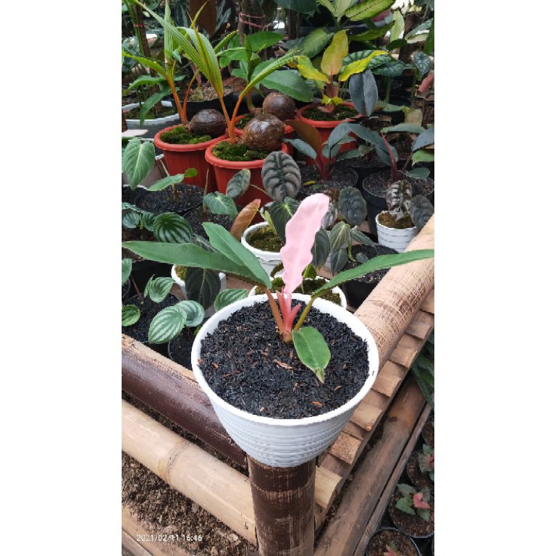 Tanaman Hias Philo Gergaji Pink