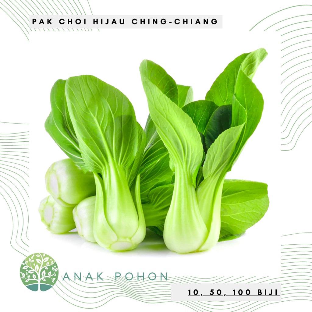 Benih Bibit Biji - Pak Choi Hijau Ching Chiang Seeds - Panen Dalam 45 Hari - Pai-Tsai Sawi Sendok Green Pak Choy Pakcoy