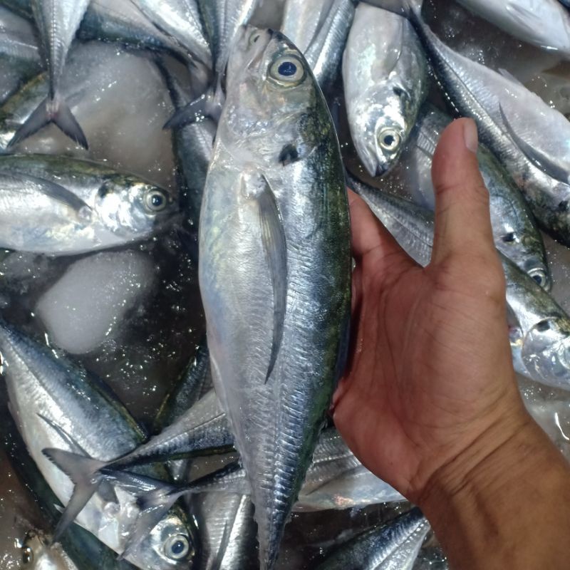 

Ikan Tengkek Fresh 1kg