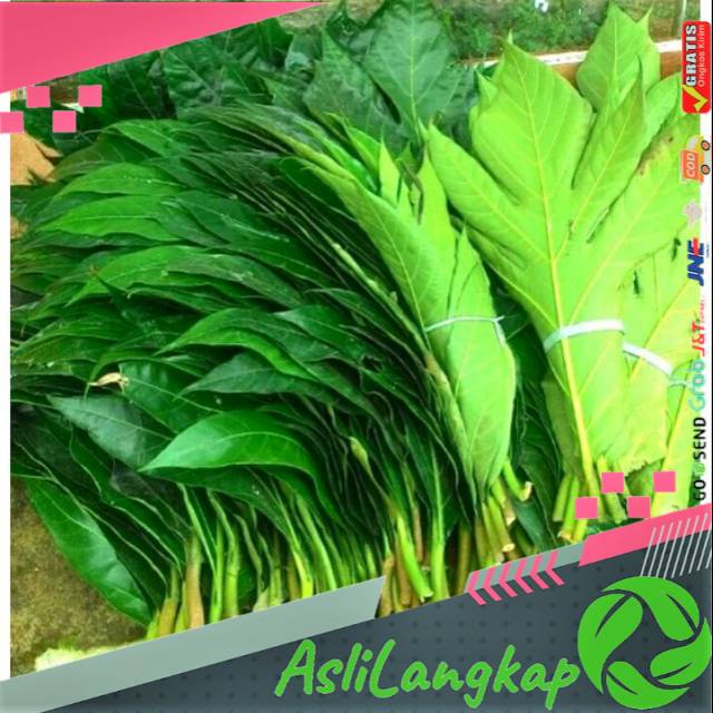 

Daun sukun segar 1kg siap petik