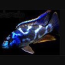 Ikan Cichlid Nimbochromis Livingstoni HAP Size 5-6cm