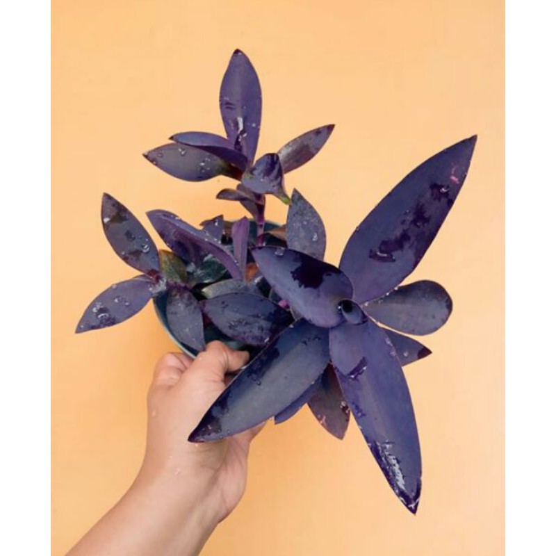 tanaman hias adam hawa ungu - adam hawa ungu - tanaman hias gantung adam hawa ungu