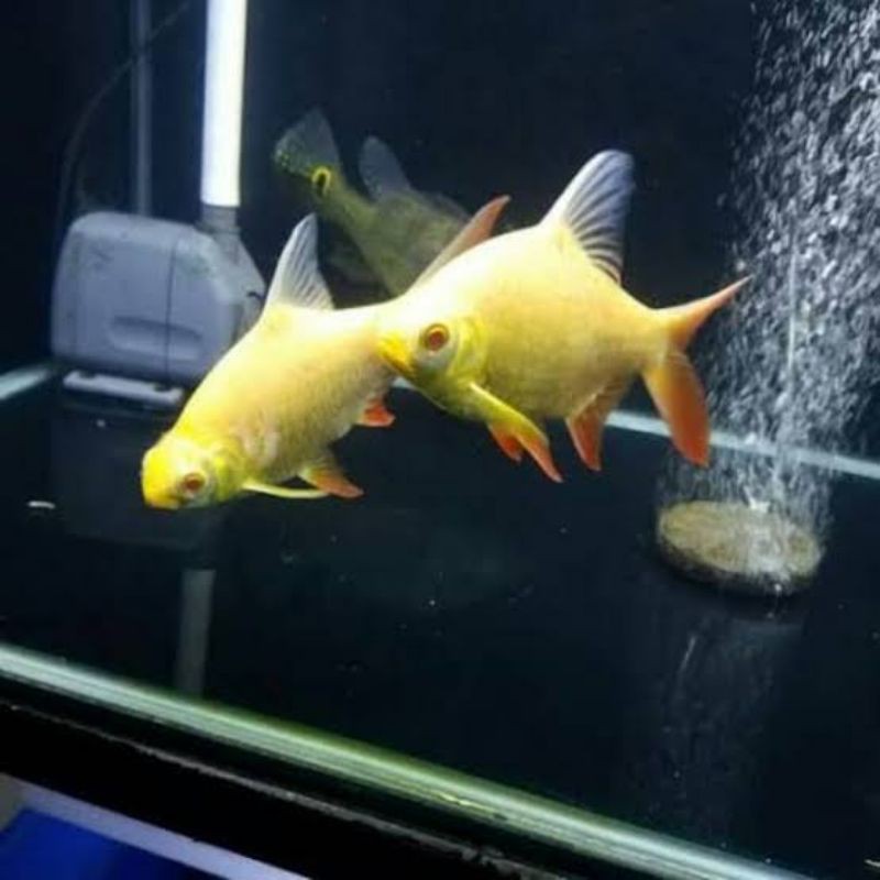 Ikan kaviat albino