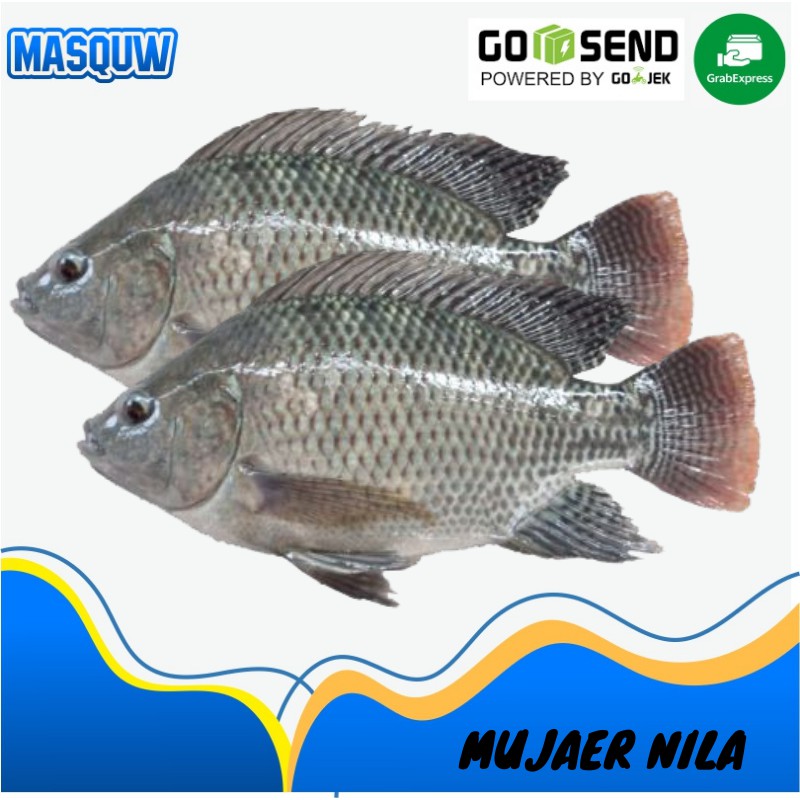 

IKAN MUJAER MUJAIR NILA SEGAR FRESH 1 KG SAYUR ONLINE SIDOARJO MASQUW