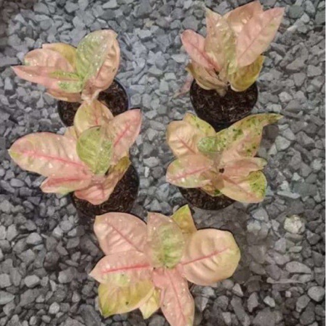 Tanaman hias aglonema denpasar moon