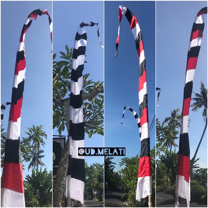 UMBUL UMBUL BALI POLENG PONTANG 5 mtr