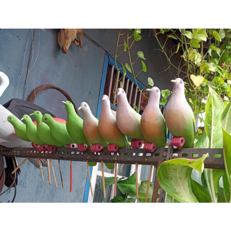 jontrot burung punai betina