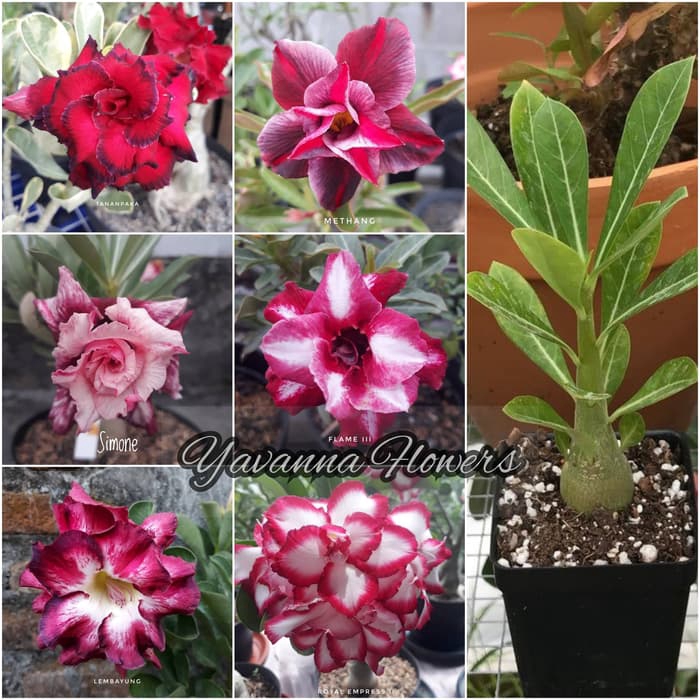 

ready promo Paket 6 Bibit Bunga Adenium - Kamboja Jepang