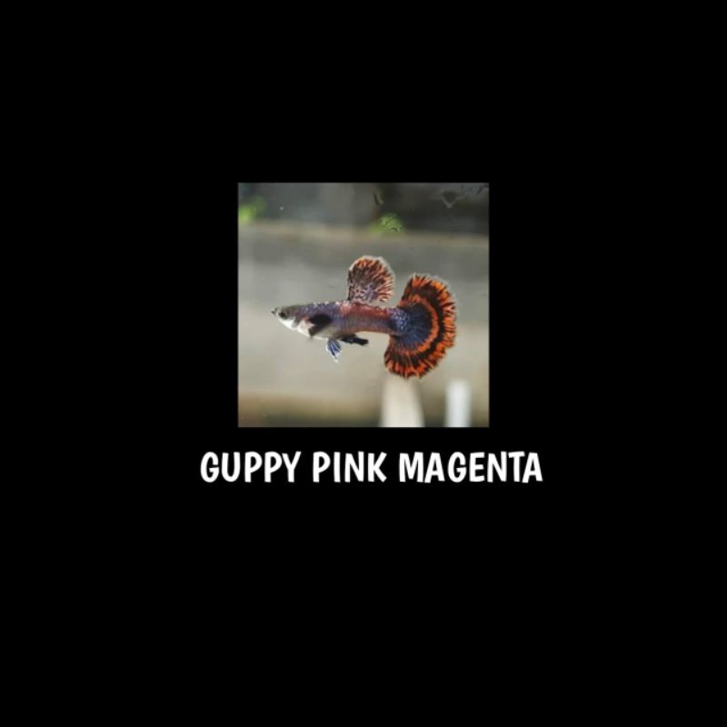 Ikan Guppy Pink  Magenta