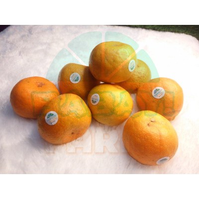 

Buah Jeruk Keprok B55 / Batu 55 per 1 kg