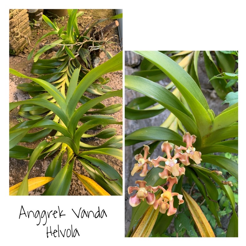 Anggrek Vanda Helvola