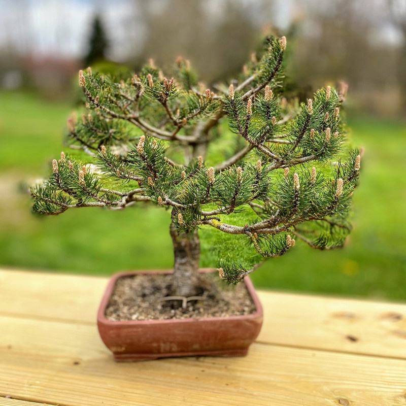 Kedai Benih Bibit Pinus Kerdil ~ 1 Biji