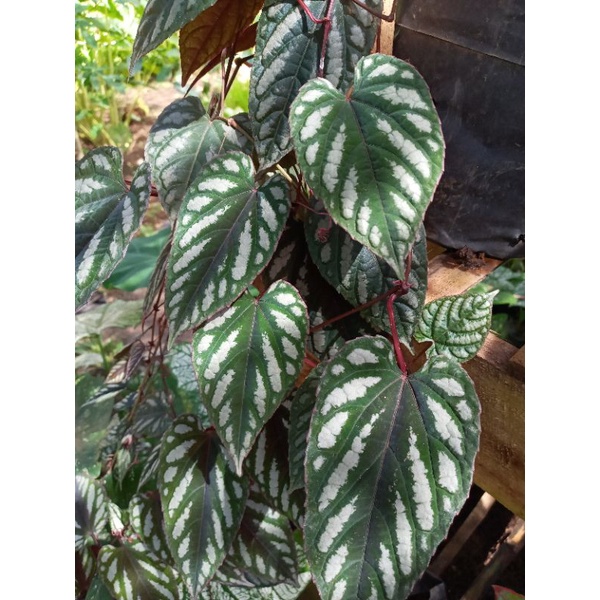 TANAMAN HIAS SIRIH KERATON / TANAMAN HIAS SIRIH KERATON MURAH / SIRIH MERAH