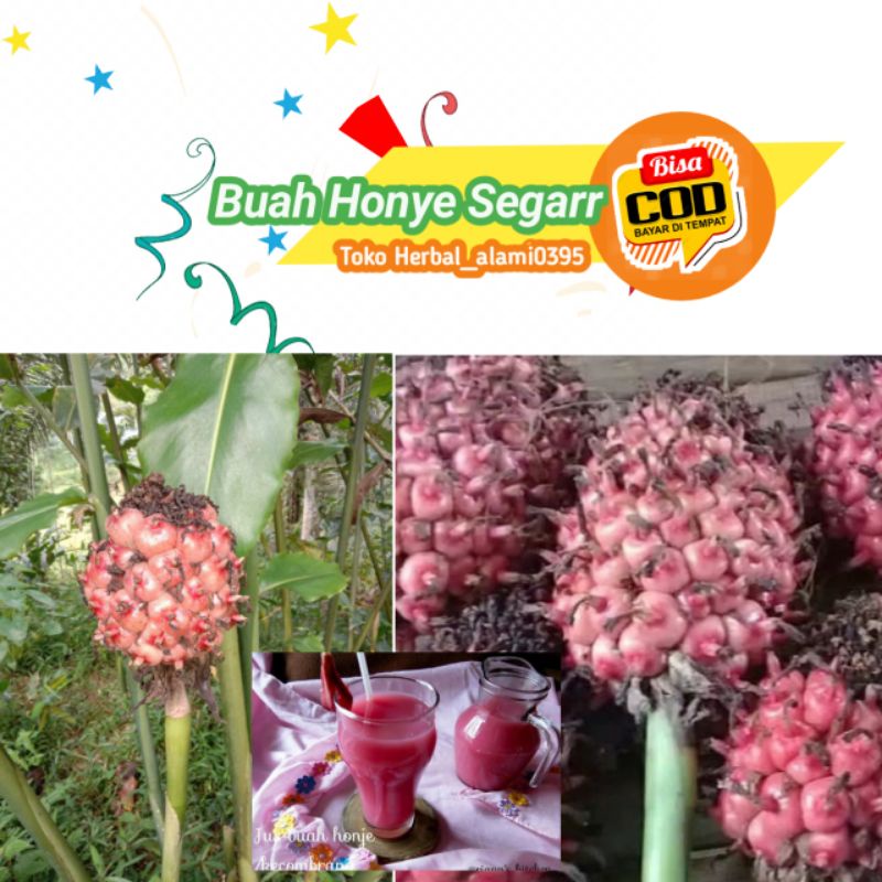 

BUAH HONJE SEGAR BUAT JUS PER 3KG