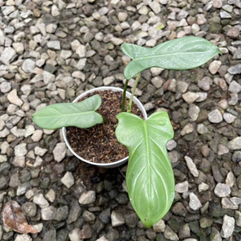 Philodendron Bippenifolium / Philodendron Violin