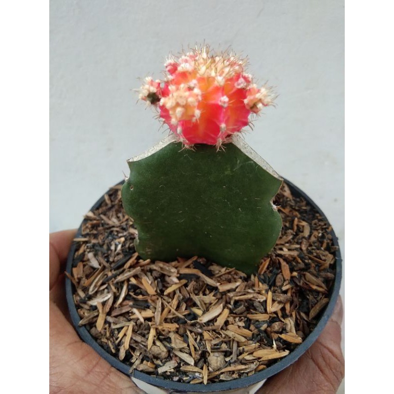 katus mini beby katus tricolor