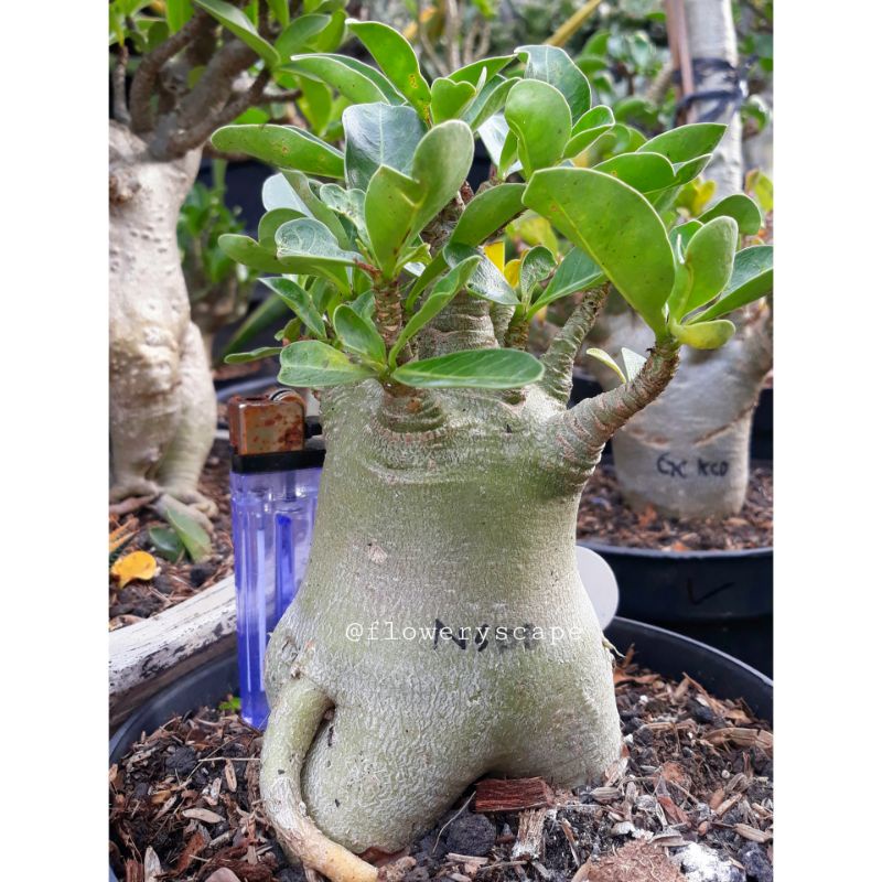 Adenium nsdd / adenium karakter