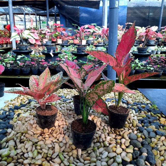 [✅COD] PAKET AGLONEMA - 4 POHON / BUNGA AGLONEMA /  AGLONEMA PAKET MURAH MERIAH / RED VENUS