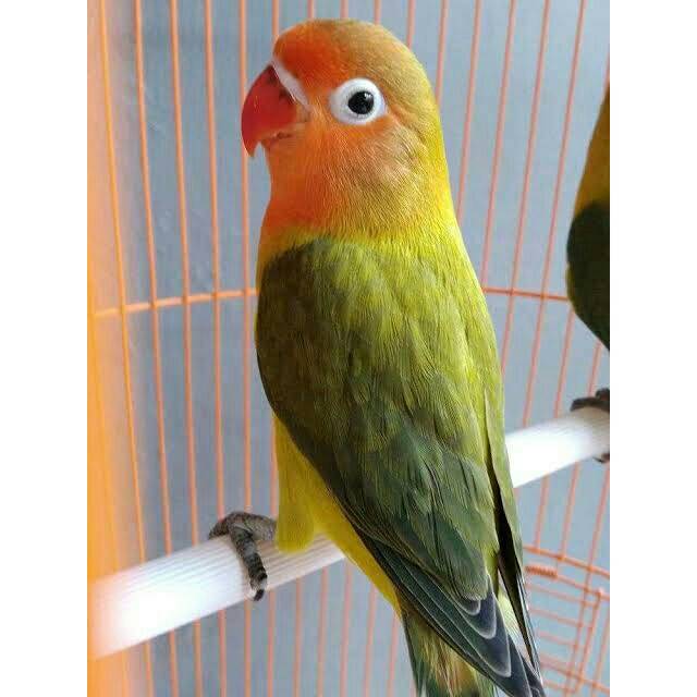 Burung Lovebird Ewing Green