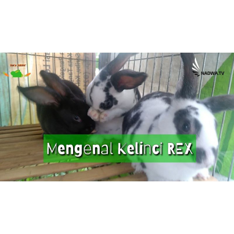 anak kelinci rex mini rex baby rabbit (GOJEK/GRAB ONLY)