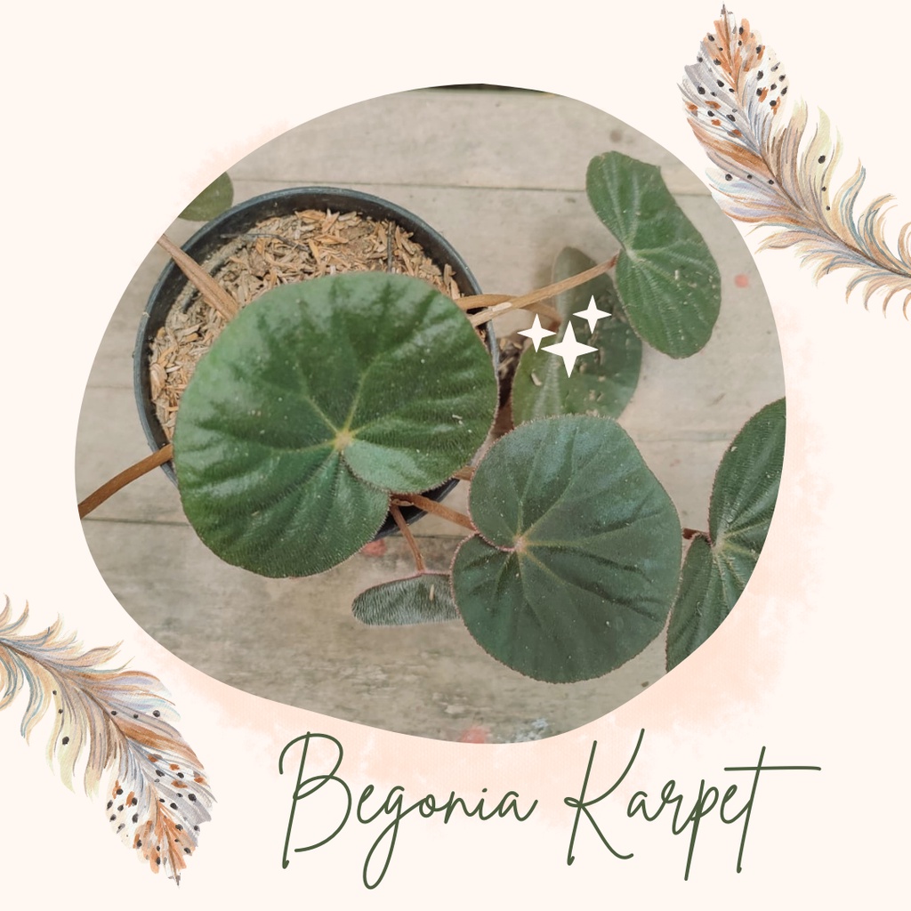 Tanaman Hias Begonia Karpet Merah Bunga Begonia Karpet Merah