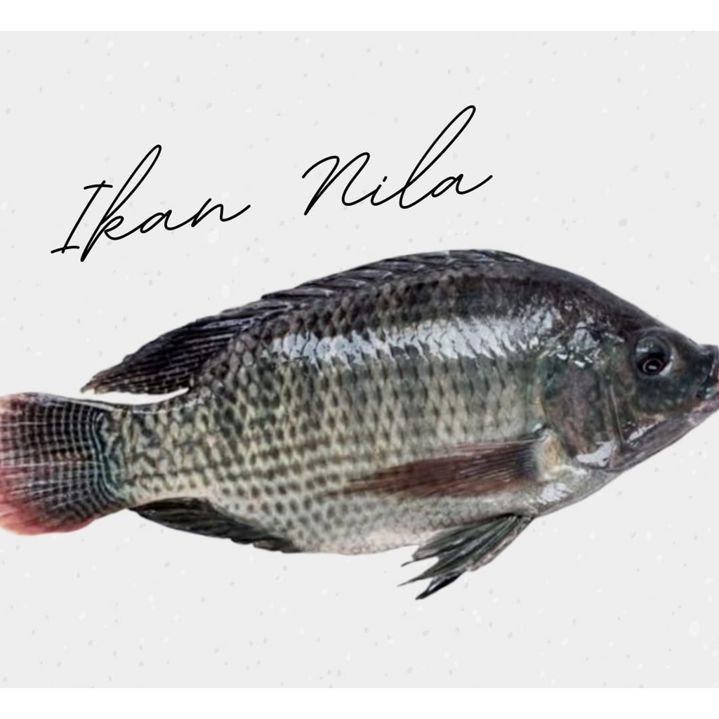 

Ikan Nila
