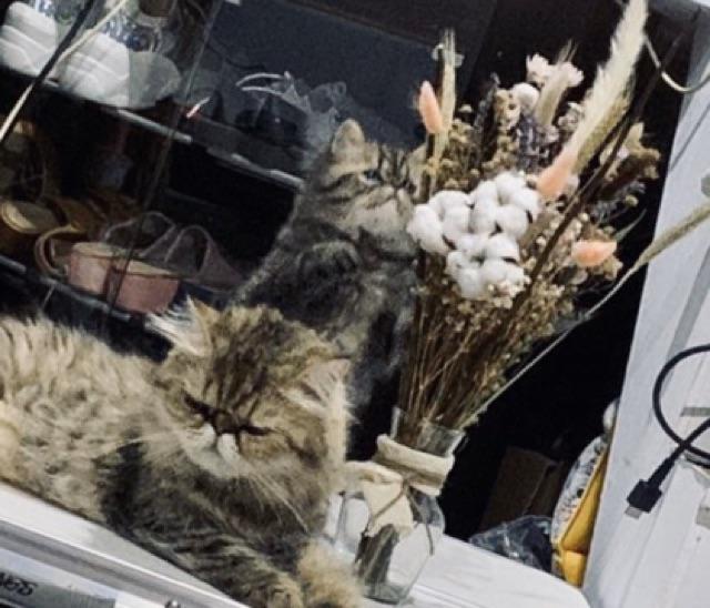 Acroclinium Rodanthe Manglesii Bunga Kering Asli 1 Ikat Import Dried Flower Preserved Flower