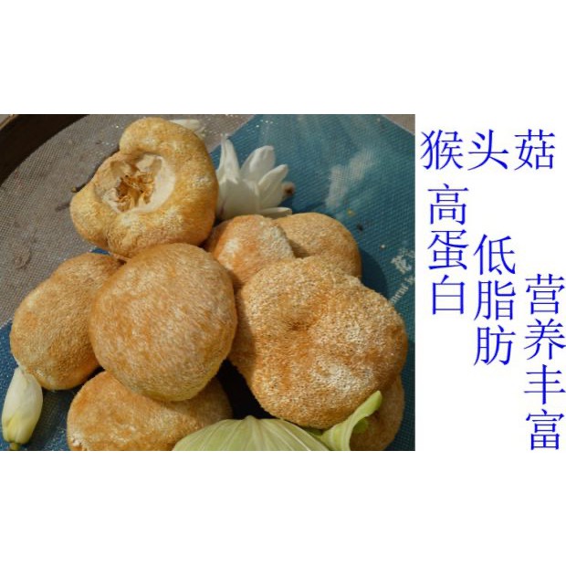 

Jamur houtouku jamur imatton jamur monyet alami berkhasiat monkey mushroom 猴头菇
